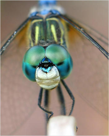 Male Blue Dasher Dragonfly
